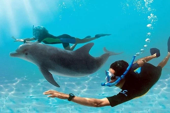 DOLPHIN HOUSE SNORKELING TRIP FROM HURGHADA
