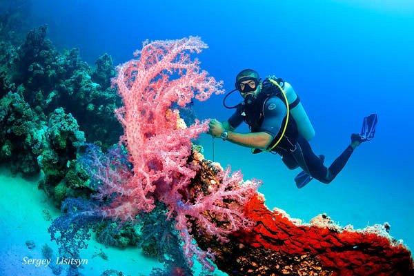 SCUBA DIVING TRIP FROM HURGHADA